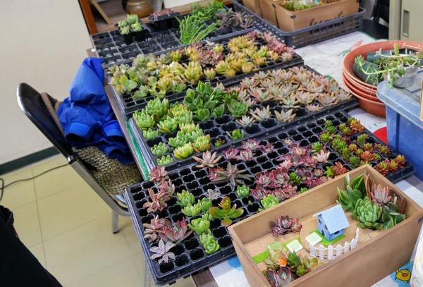 多肉植物であなただけの箱庭作り♪ | 生活協同組合パルシステム群馬